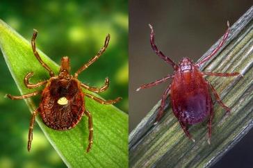 两张照片，都显示草叶上有两只蜱虫. 左边的蜱是亚洲长角蜱. 右边的扁虱，背上有一个点，是一只孤星扁虱.